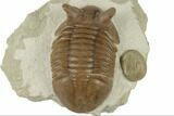 Asaphus Punctatus Trilobite With Fossil Cystoid - Russia #191013-5